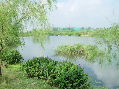 青浦生態河道治理